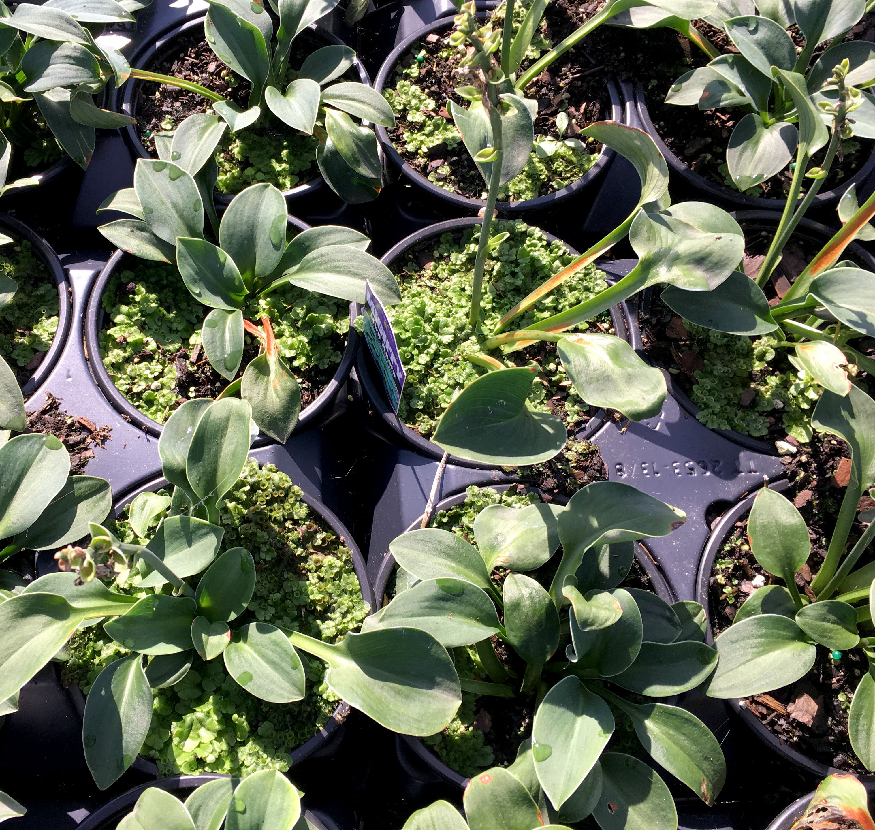 Liverwort growing in container plant